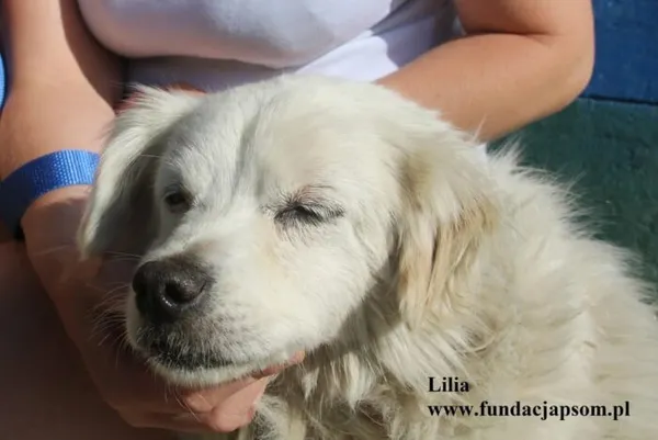 Pies do adopcji, Nowy Dwór Mazowiecki, 25 lipca 2025 (3/5)