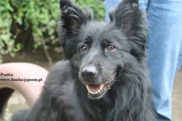 Pies do adopcji, Nowy Dwór Mazowiecki, 24 lipca 2025 (1/5)