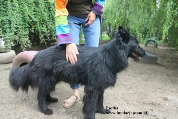 Pies do adopcji, Nowy Dwór Mazowiecki, 24 lipca 2025 (5/5)