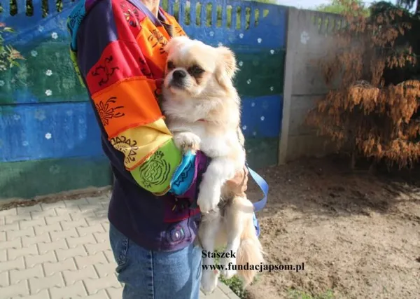 Pies do adopcji, Nowy Dwór Mazowiecki, 24 lipca 2025 (4/5)