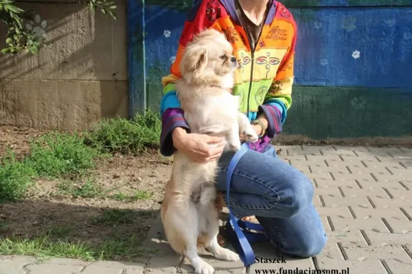 Pies do adopcji, Nowy Dwór Mazowiecki, 24 lipca 2025 (5/5)