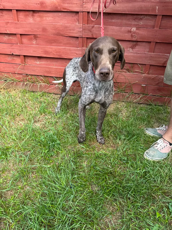 Znaleziono psa, Czartki, 25 lipca 2025