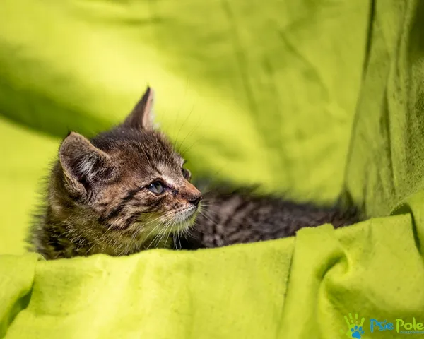 Znaleziono kota, Racławice, 22 lipca 2025 (3/5)