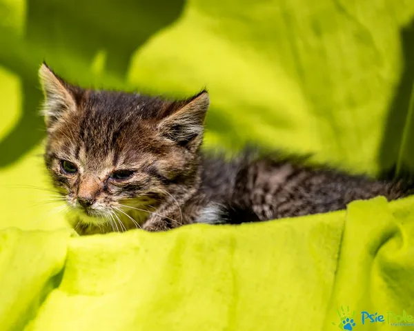 Znaleziono kota, Racławice, 22 lipca 2025 (5/5)