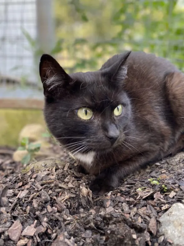 Kot do adopcji, Żywiec, 23 lipca 2025 (4/5)