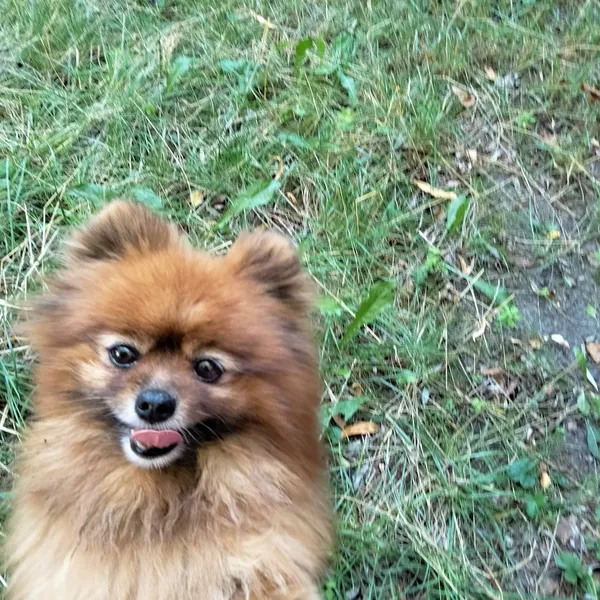 Zaginął pies, Łódź, 24 lipca 2025