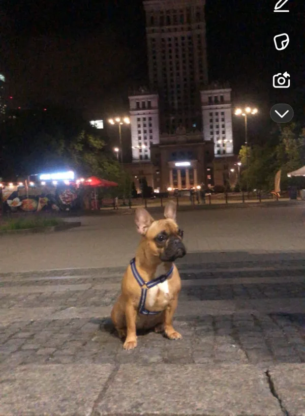 Zaginął pies, Łódź, 24 lipca 2025