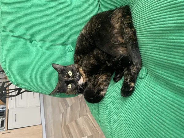 Zaginął kot, Łódź, 24 lipca 2025