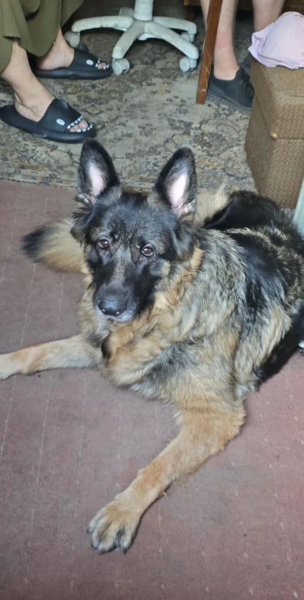 Zaginął pies, Łódź, 23 lipca 2025