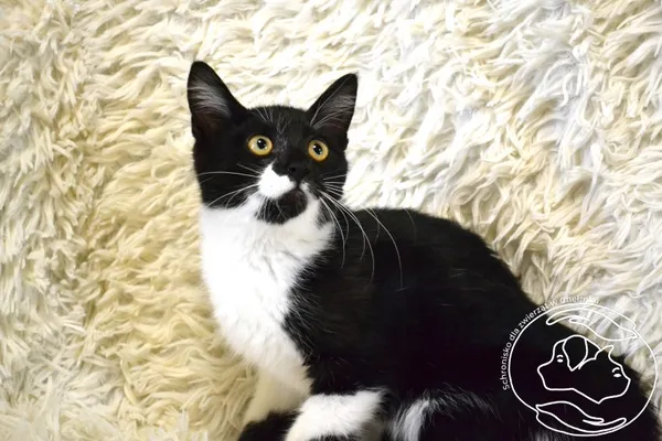 Kot do adopcji, Chełmek, 25 lipca 2025