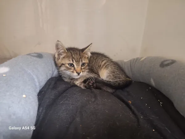 Kot do adopcji, Orzechowce, 24 lipca 2025 (2/2)