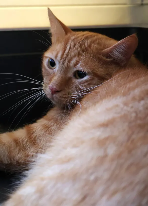 Znaleziono kota, Łódź, 25 lipca 2025