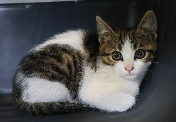 Znaleziono kota, Łódź, 25 lipca 2025 (1/3)