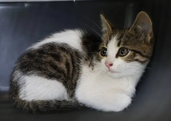 Znaleziono kota, Łódź, 25 lipca 2025 (2/3)