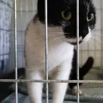 Znaleziono kota