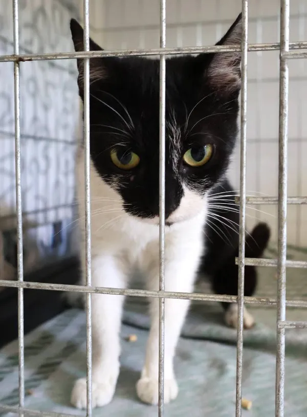 Znaleziono kota, Łódź, 24 lipca 2025 (3/5)