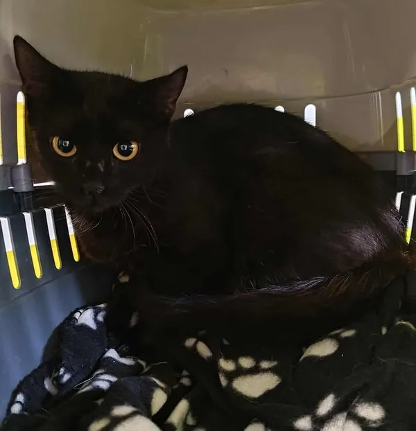 Znaleziono kota, Lublin, 25 lipca 2025