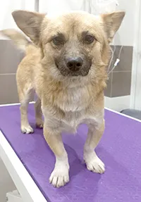 Znaleziono psa, Siedlce, 24 lipca 2025