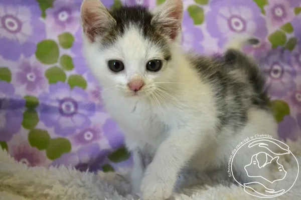 Znaleziono kota, Chełmek, 18 lipca 2025