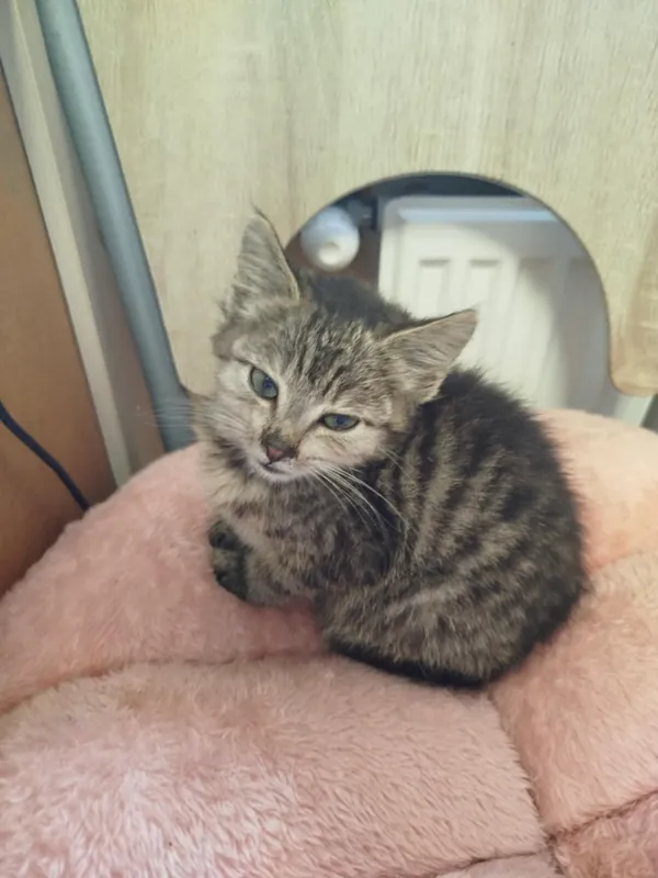 Kot do adopcji, Dłużyna Górna, 25 lipca 2025 (3/5)