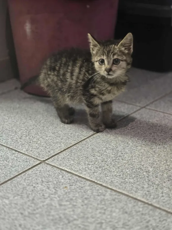 Kot do adopcji, Dłużyna Górna, 25 lipca 2025 (5/5)