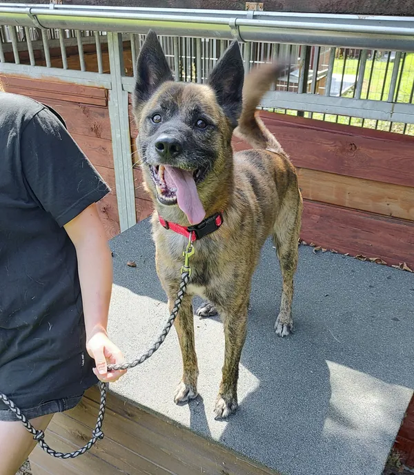 Pies do adopcji, Żary, 25 lipca 2025