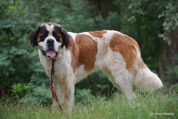 Znaleziono psa, Toruń, 5 lipca 2025