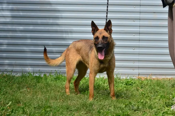 Znaleziono psa, Lublin, 25 lipca 2025