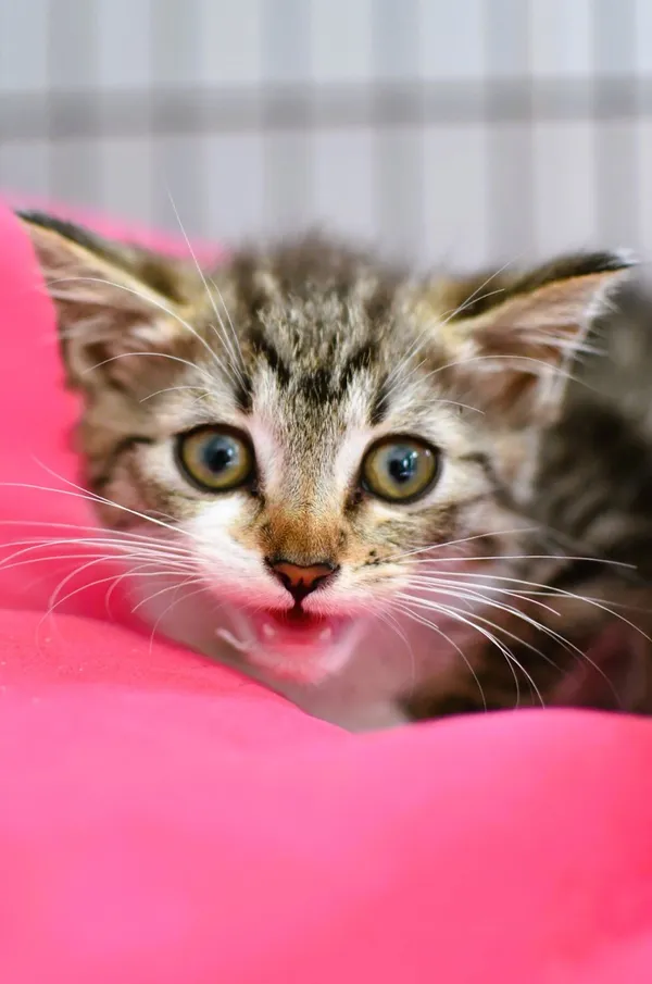 Kot do adopcji, Tychy, 25 czerwca 2025