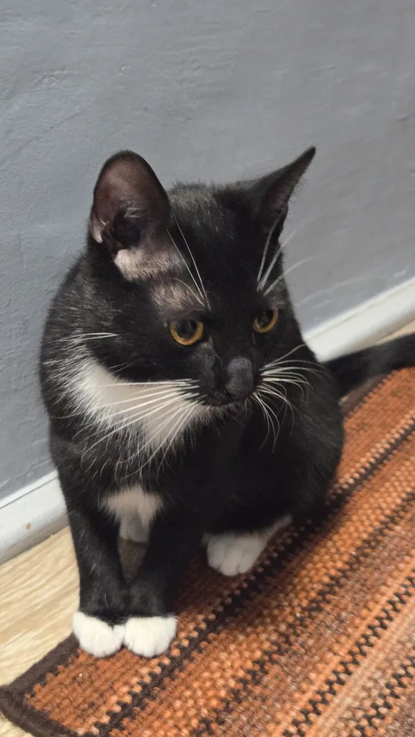 Zaginął kot, Elganowo, 26 lipca 2025 (2/4)