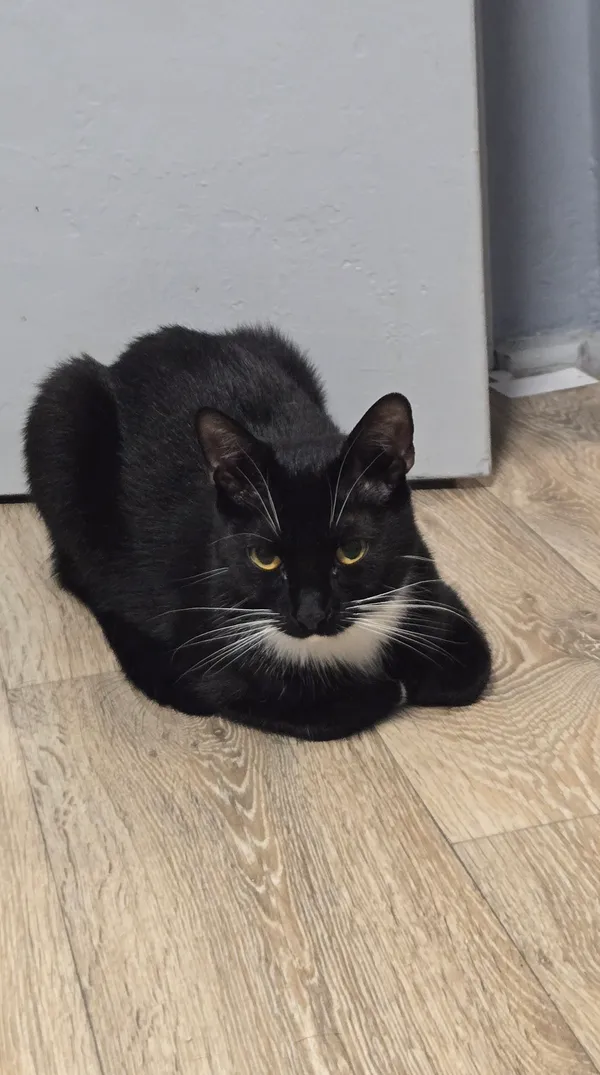 Zaginął kot, Elganowo, 26 lipca 2025 (3/4)