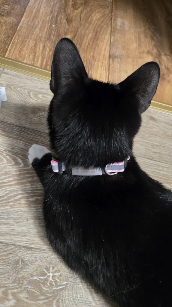 Zaginął kot, Elganowo, 26 lipca 2025 (4/4)