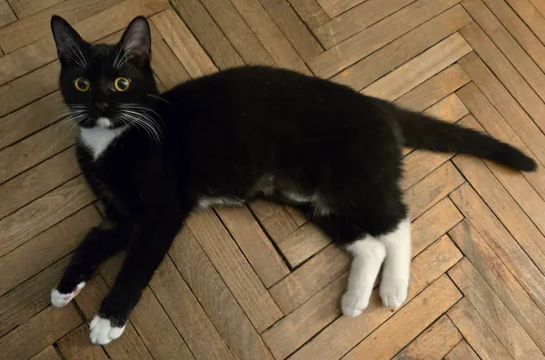 Zaginął kot, Elganowo, 26 lipca 2025 (1/4)