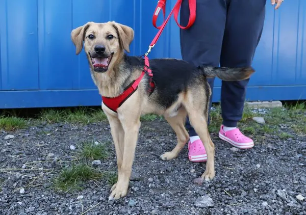 Znaleziono psa, Łódź, 26 lipca 2025 (3/5)