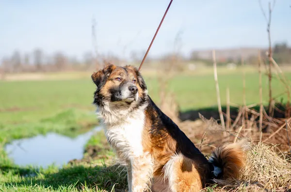 Oddam psa, Olsztyn, Osiedle Generałów, 26 lipca 2025 (2/2)