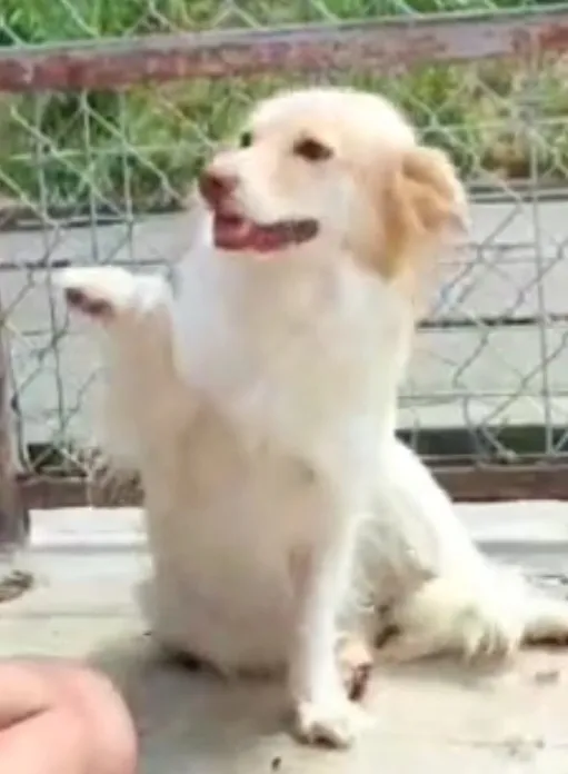 Pies do adopcji, Radom, 25 lipca 2025