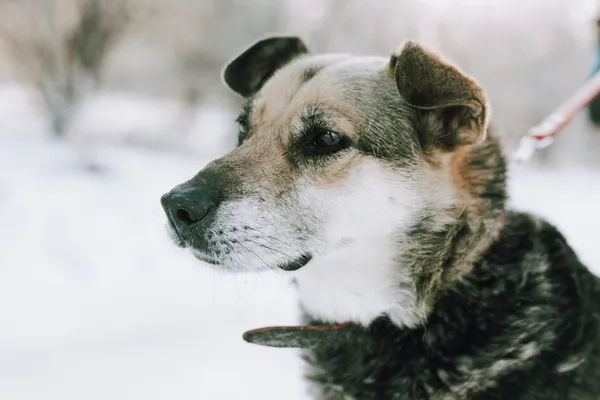 Oddam psa, Elbląg, Dolinka, 26 lipca 2025 (4/4)