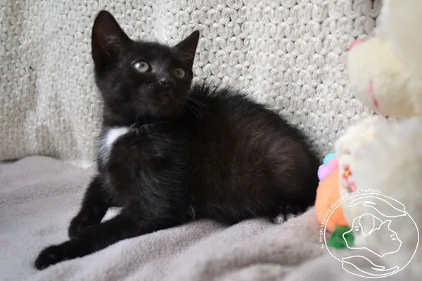 Kot do adopcji, Chełmek, 8 lipca 2025