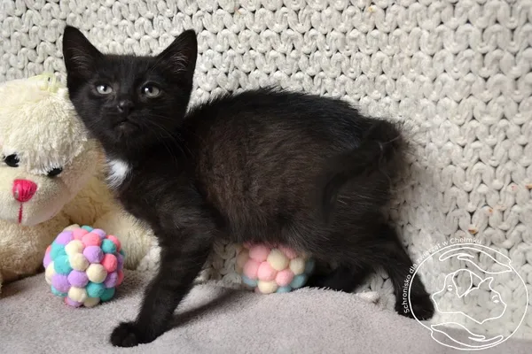 Kot do adopcji, Chełmek, 8 lipca 2025