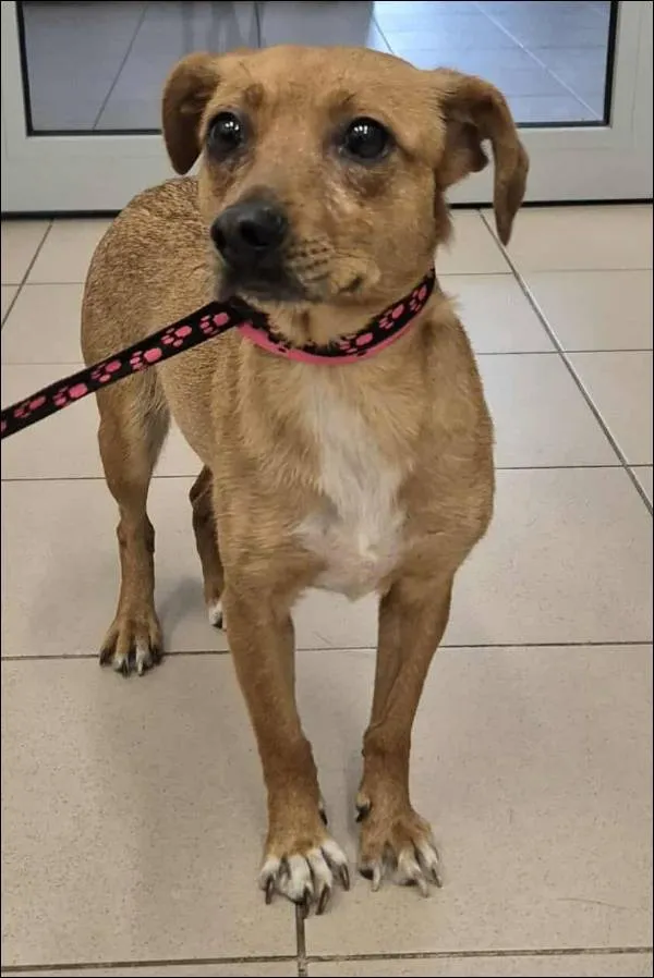 Znaleziono psa, Grudziądz, 25 lipca 2025