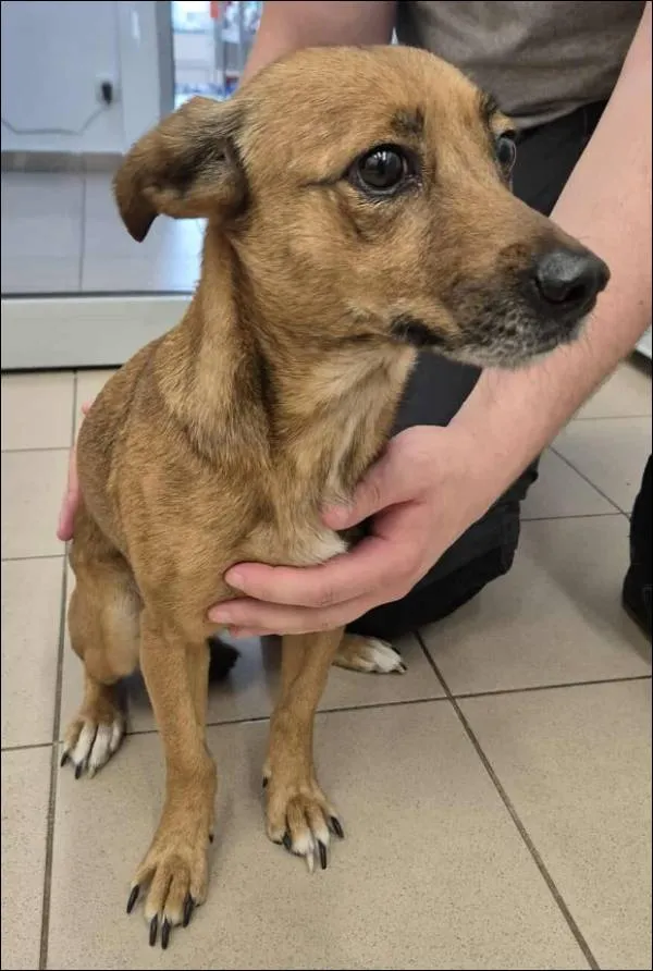 Znaleziono psa, Grudziądz, 25 lipca 2025