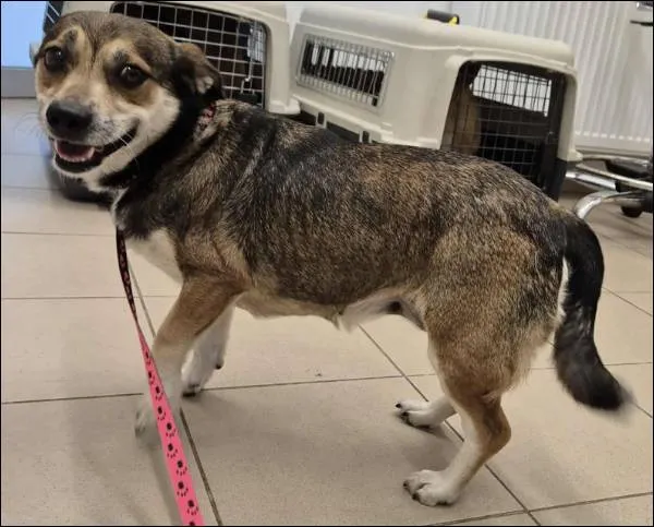 Znaleziono psa, Grudziądz, 25 lipca 2025