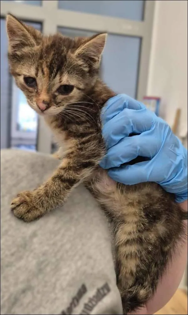 Znaleziono kota, Grudziądz, 25 lipca 2025