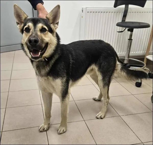 Znaleziono psa, Grudziądz, 25 lipca 2025