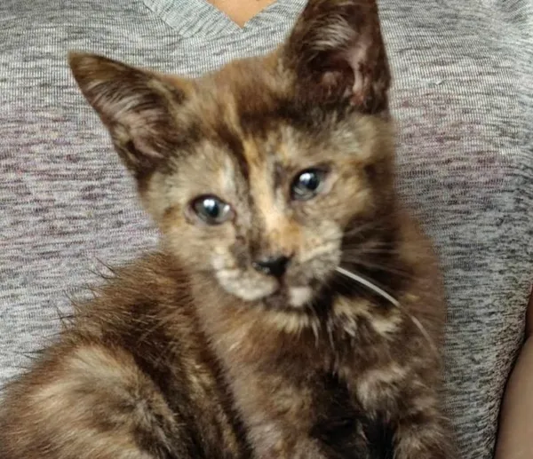 Znaleziono kota, Toruń, 25 lipca 2025