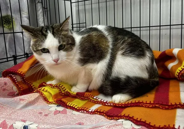 Znaleziono kota, Toruń, 25 lipca 2025