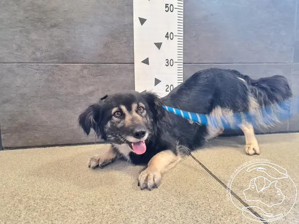 Znaleziono psa, Chełmek, 25 lipca 2025