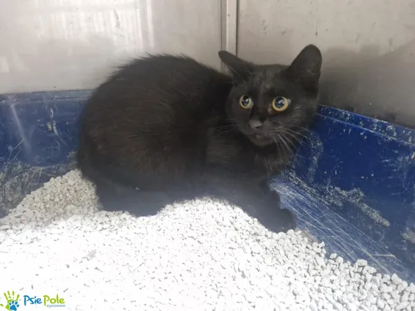 Kot do adopcji, Racławice, 25 lipca 2025 (1/2)