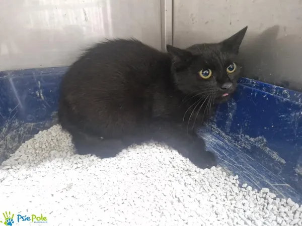 Kot do adopcji, Racławice, 25 lipca 2025 (2/2)