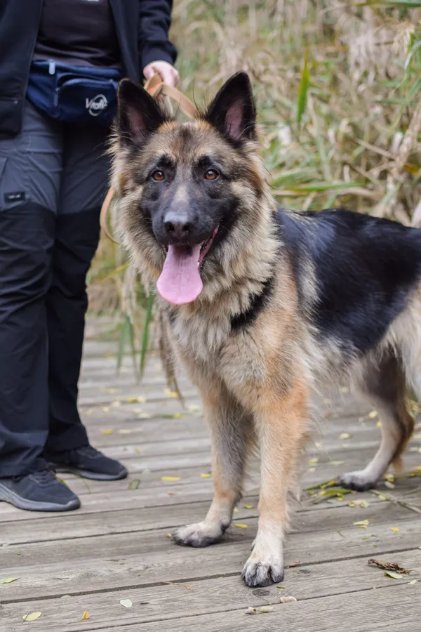 Pies do adopcji, Sosnowiec, 26 lipca 2025 (1/4)